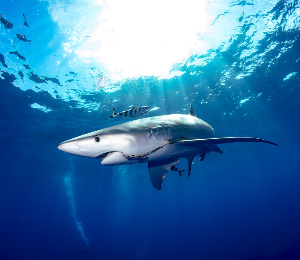 Hooked on the Blue Shark