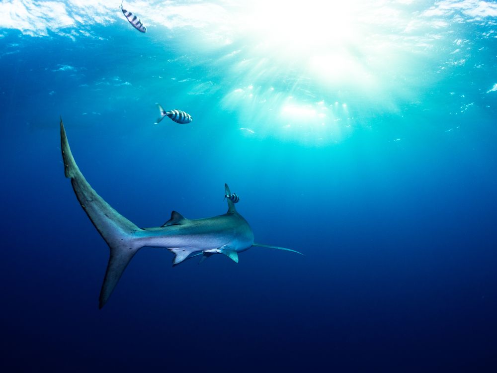 Cruising in the blue