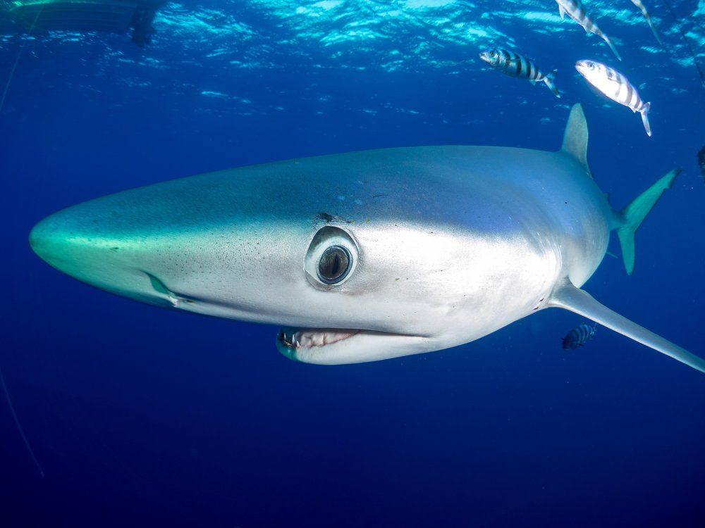 The curious eye of the blue shark