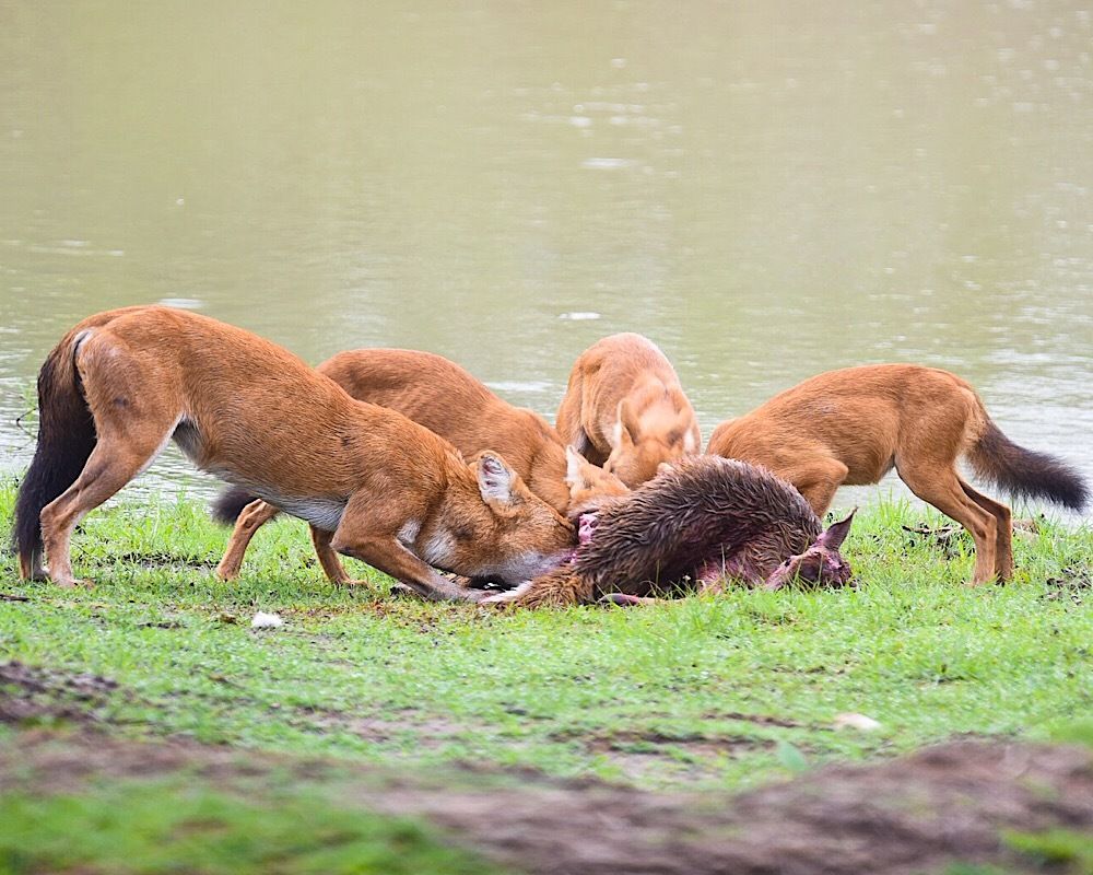 Team work pays- Supper by the lakeside