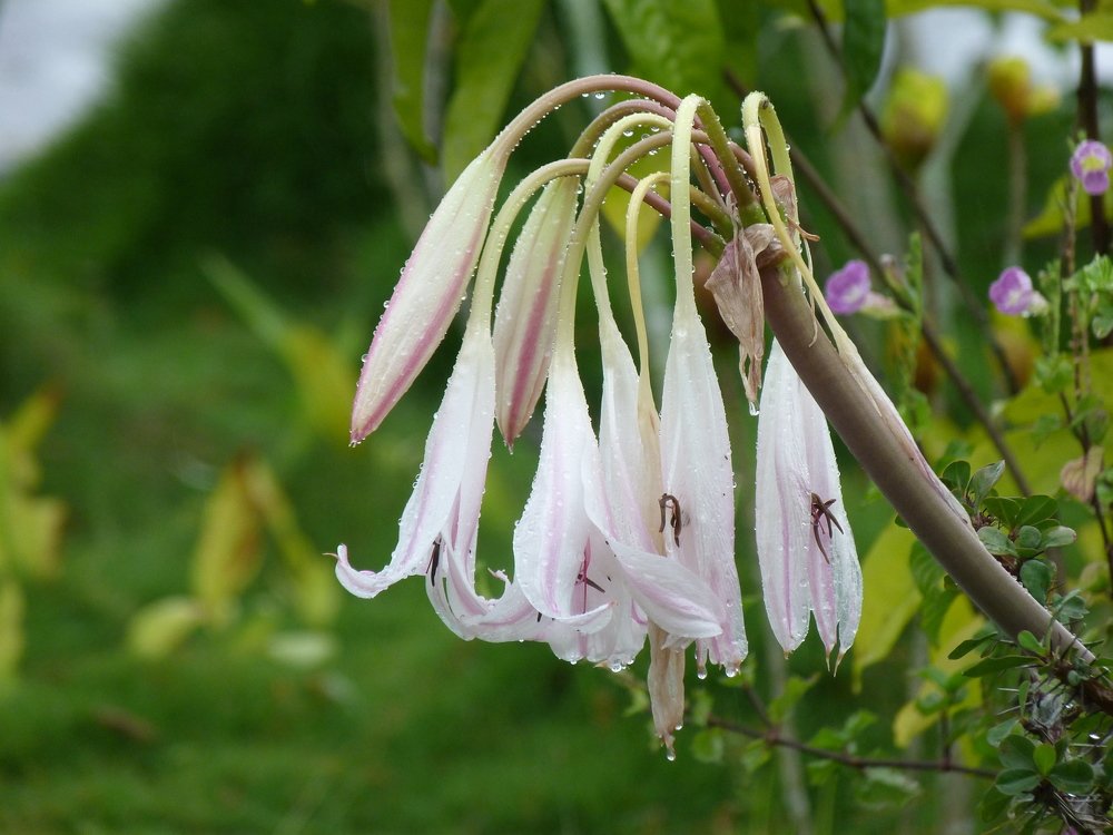 Lirios mojado en la lluvia