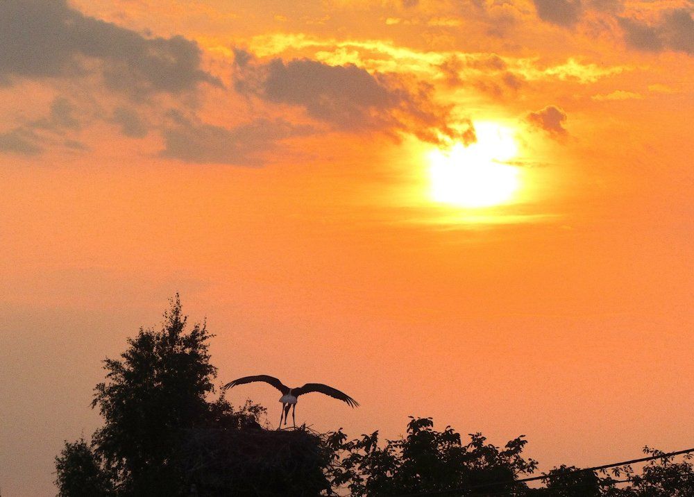 Возвращение к гнезду