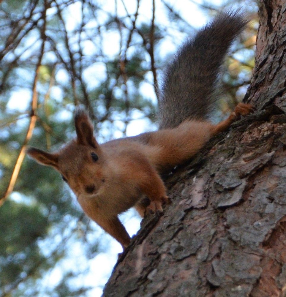 шустрая белка