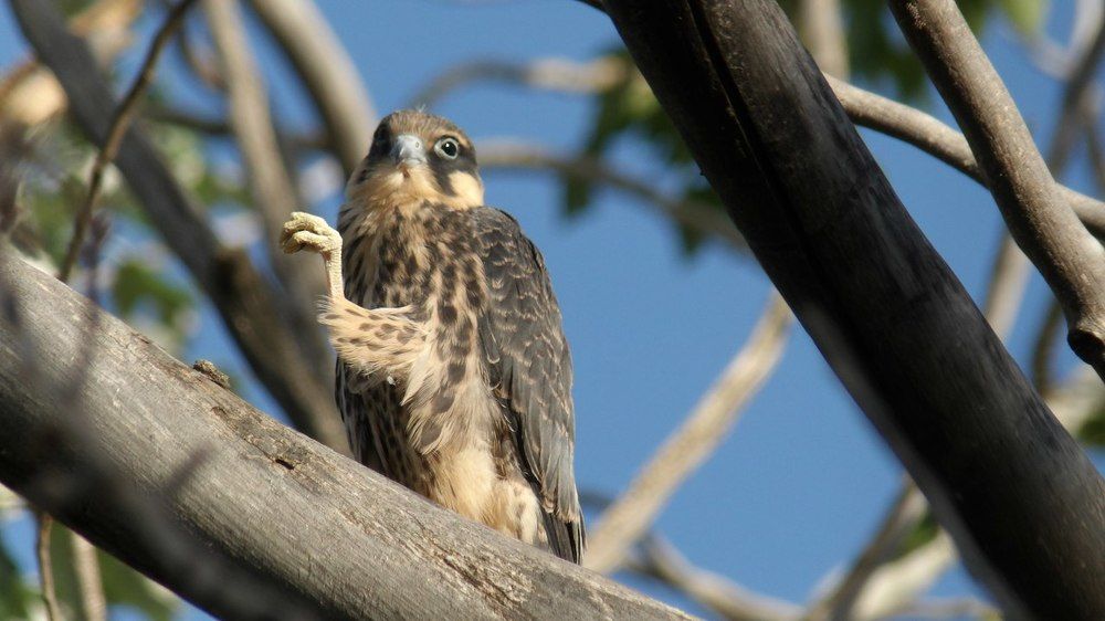 Делам утреннюю зарядку