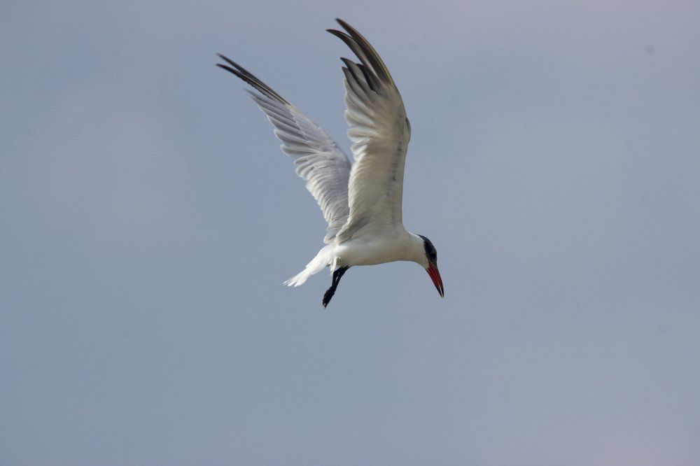 Caspian Tern(non-breeder)