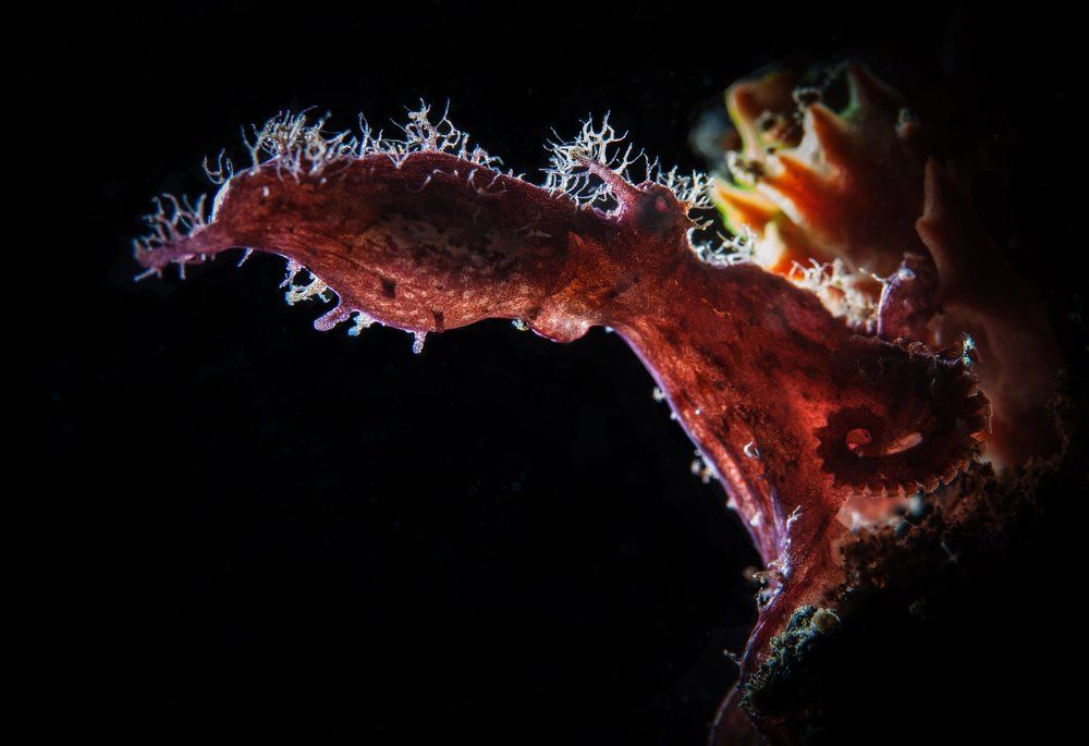 Лохматый осьминог