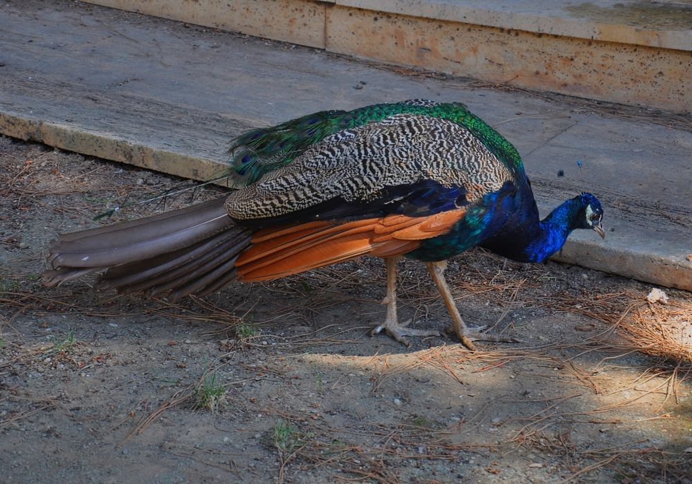 А может он домашний?