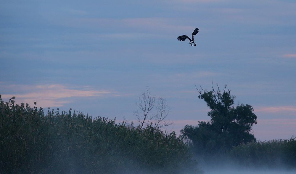 Удачная охота