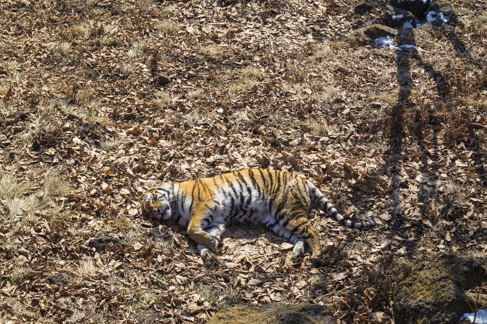 отдыхающий тигр