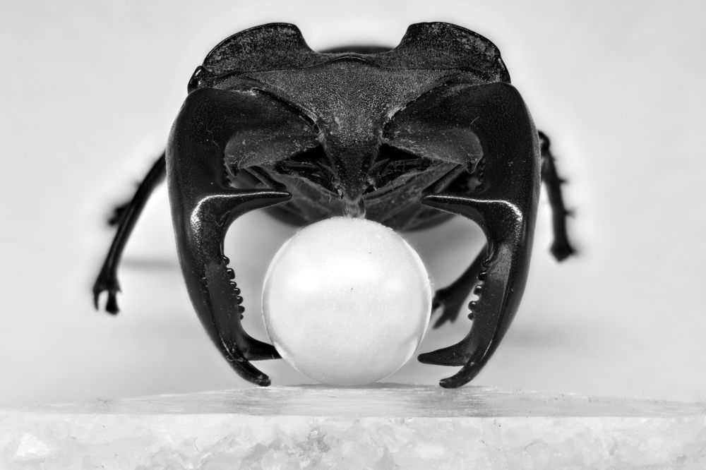 Весь мир у моих рог.