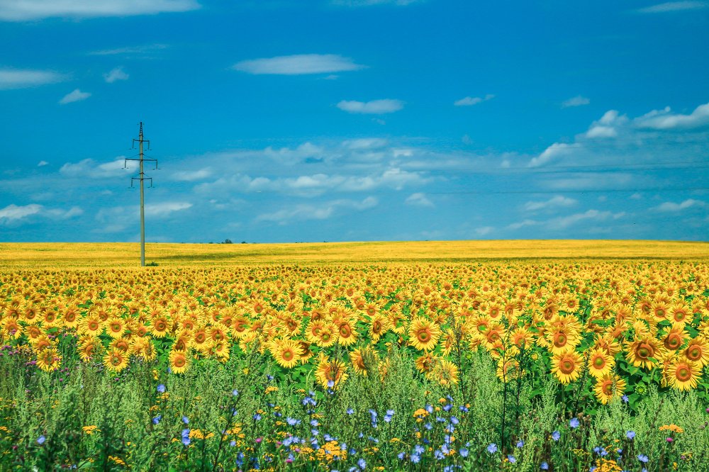 Подсолнухи