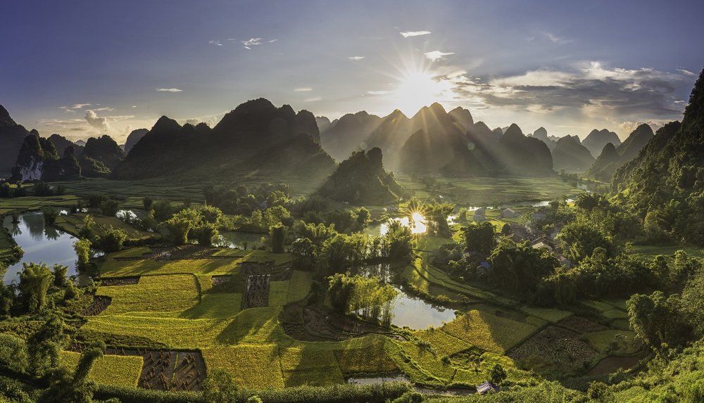 Sunny afternoon plum