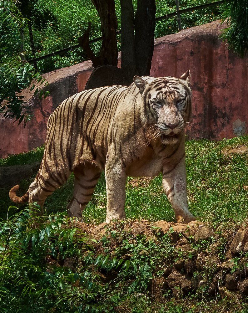 White tiger