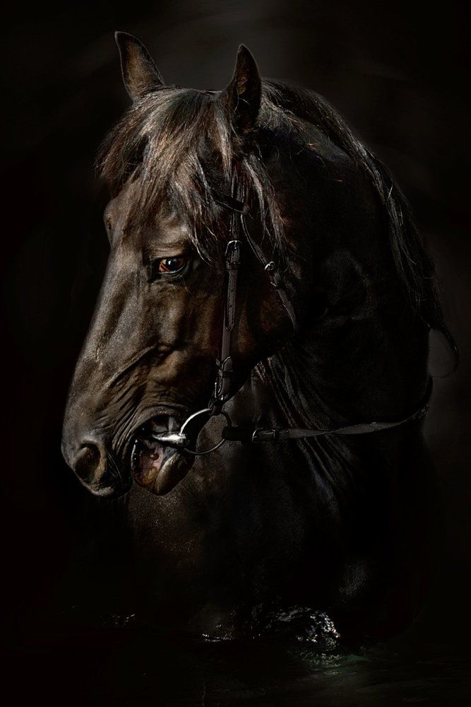 конь Магнат