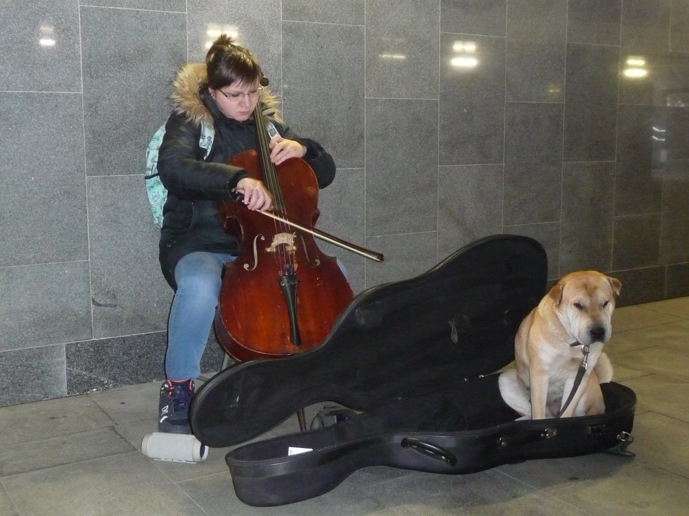 "Грустное танго для виолончели с собакой"