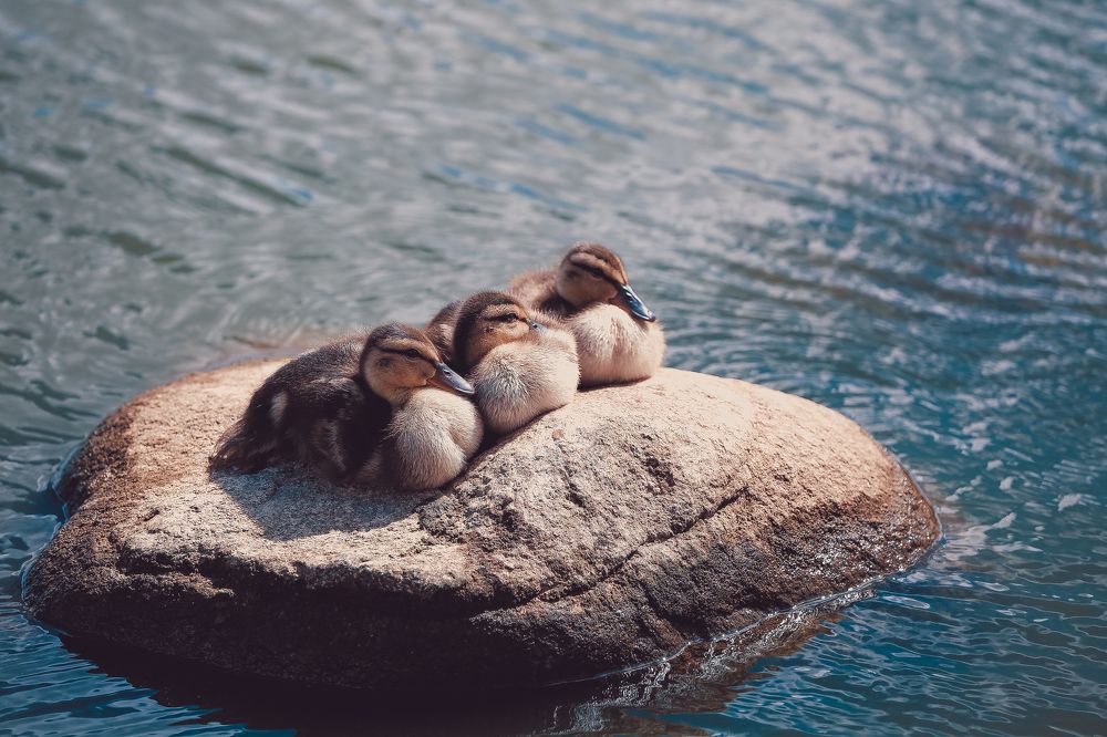 трое из ларца одинаковых с лица