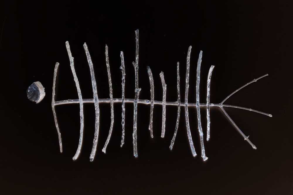 Piscis  arboris ramum