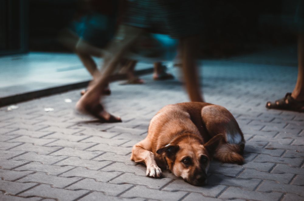 Одинокий друг