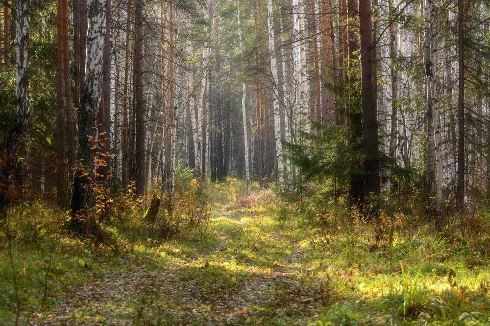 Запах леса