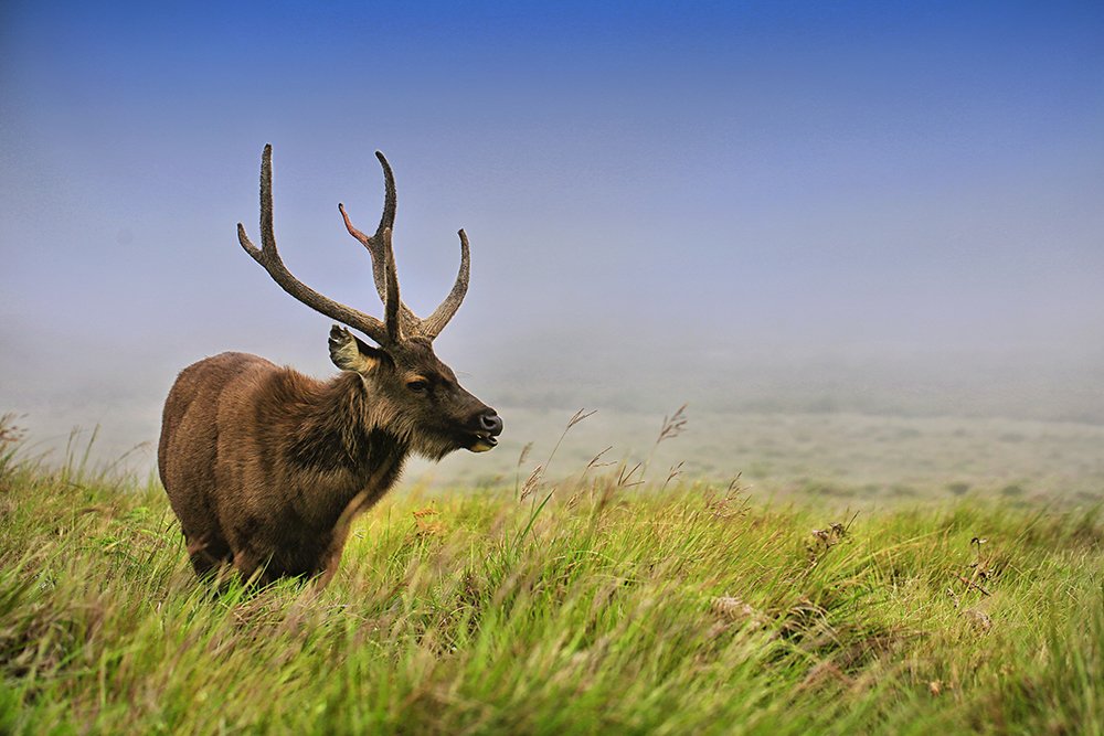 Photograph by Ayesha Bulathgama