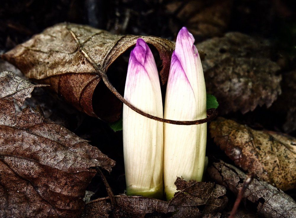 Скованные одной цепью