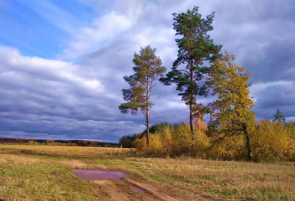 сельский пейзаж