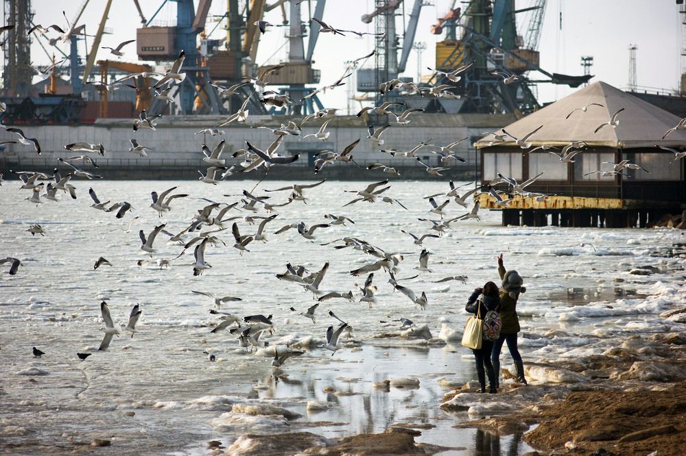 Кормление чаек.