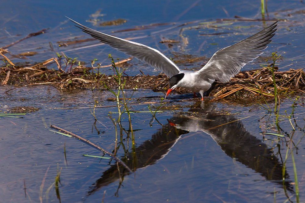 Речная крачка