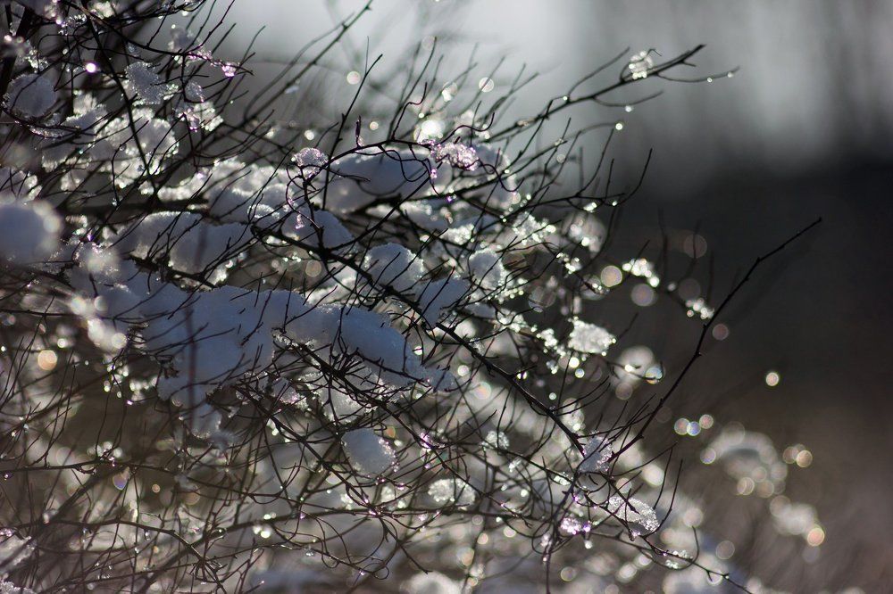 Природа в ожидании весны и пробуждения.