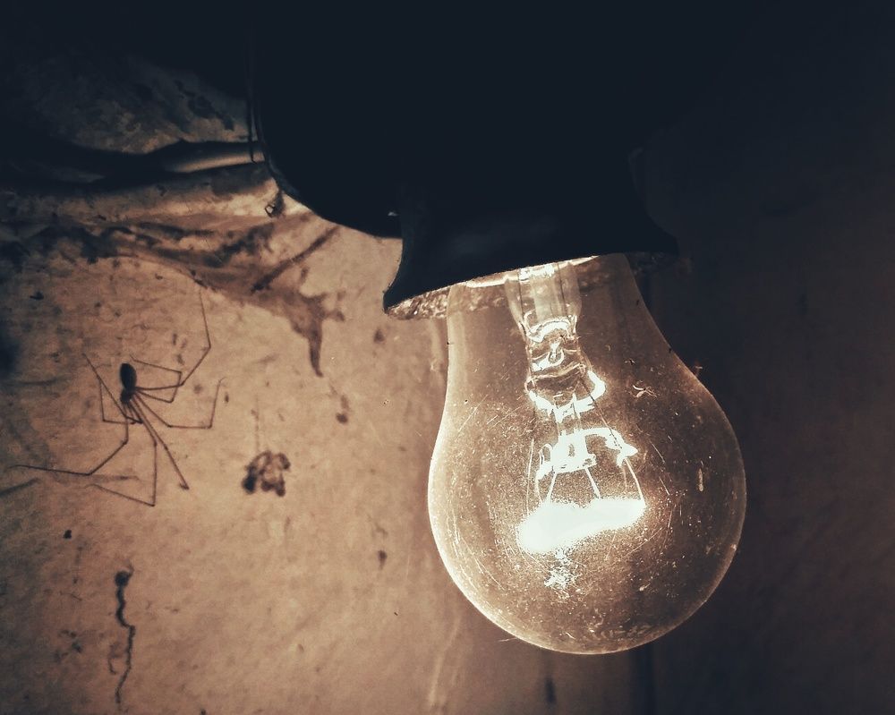 В гостях у паучка