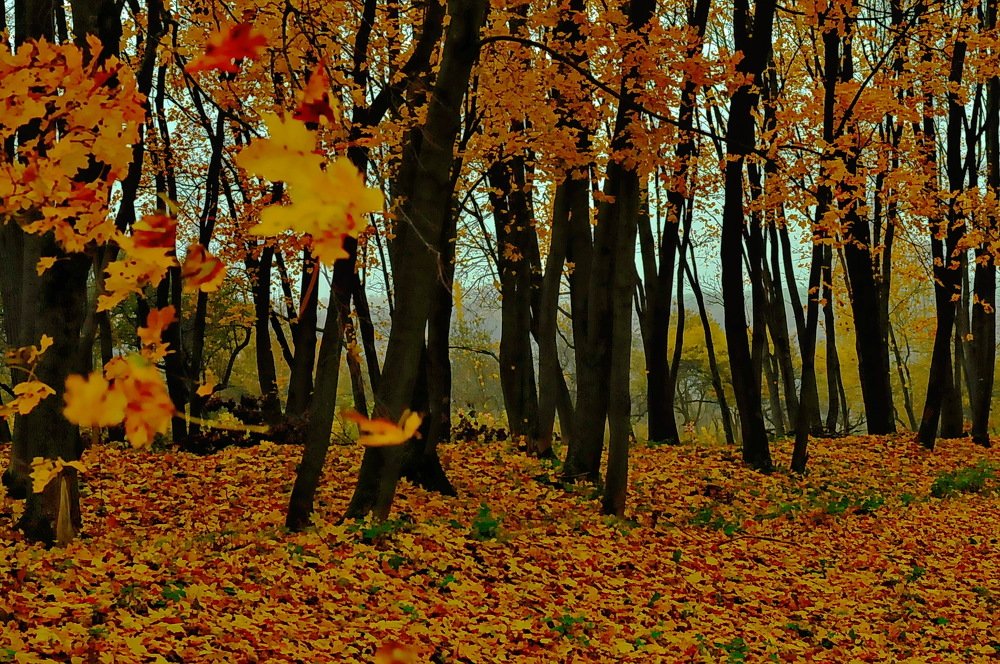 цвет осени..