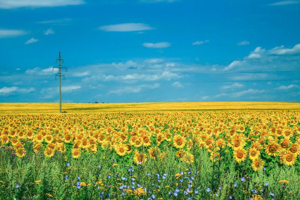 Рязанская область