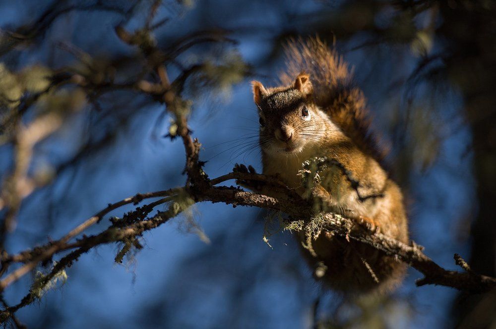 Red squirrel