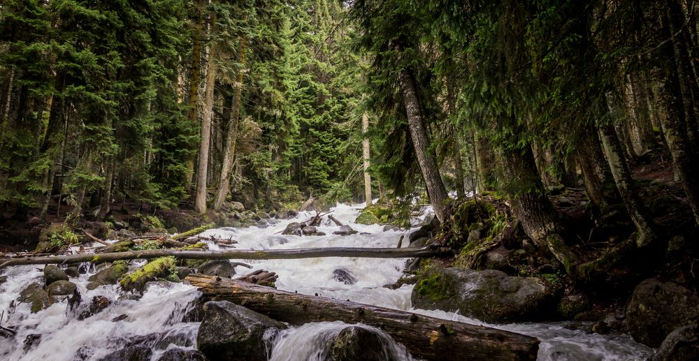 В глубине леса