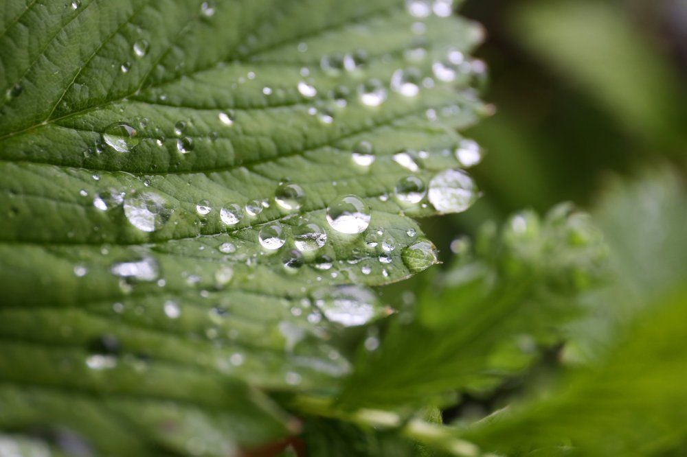 После дождя