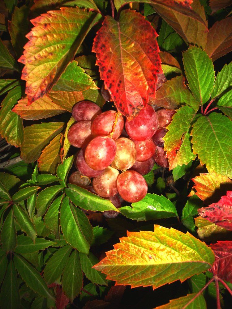 grape