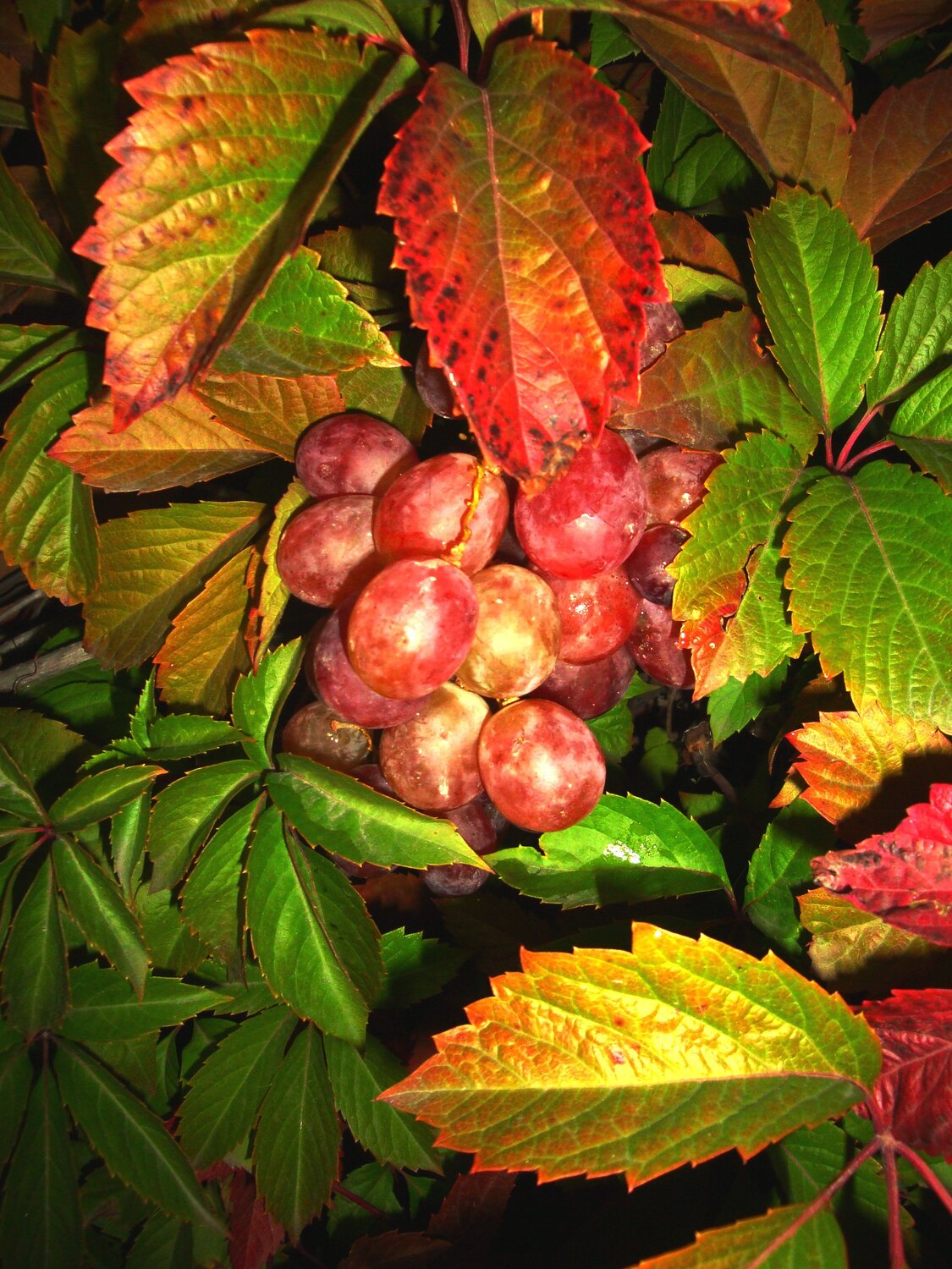 grape
