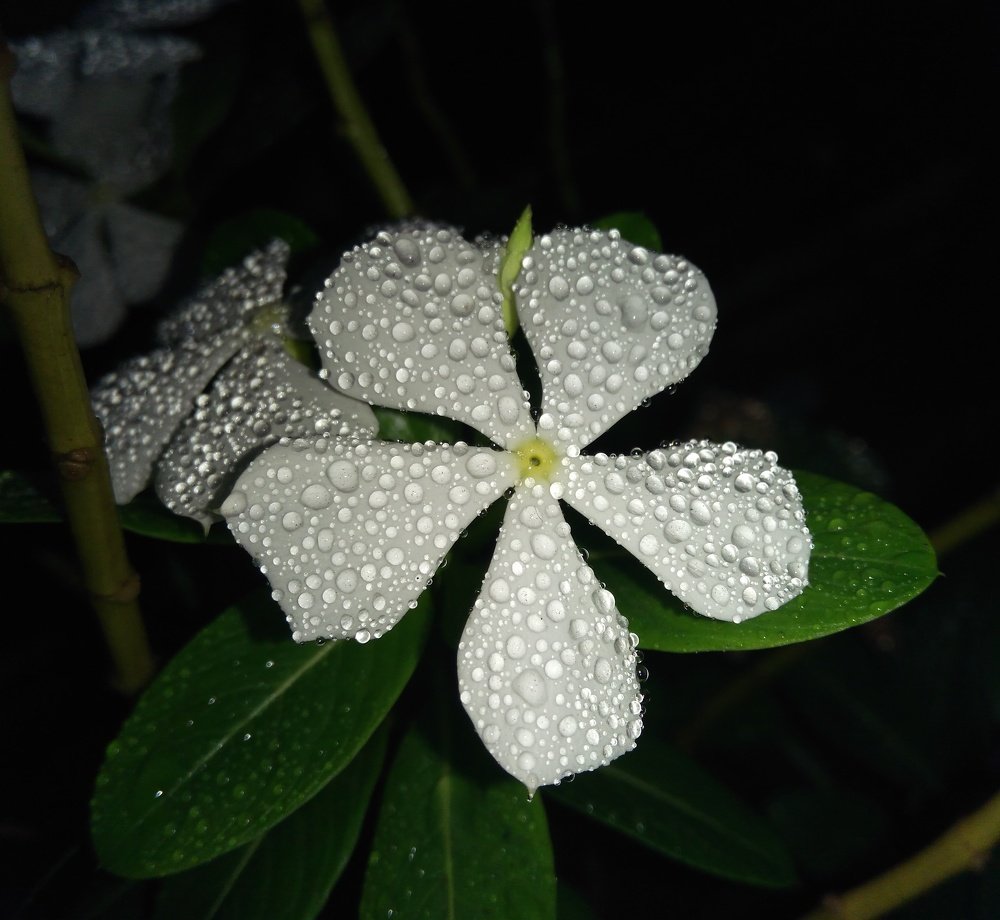 Flower with dew drops