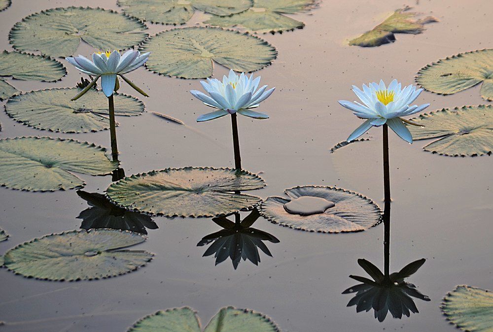 WATER LILIES