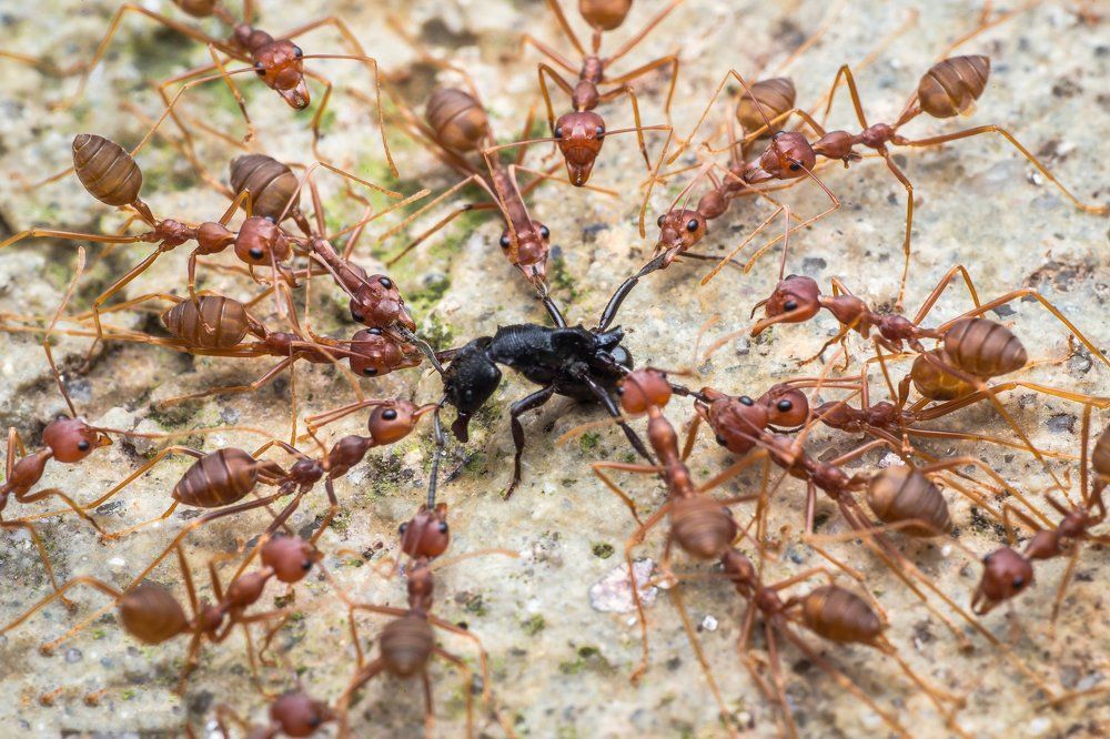 Ant's Unity