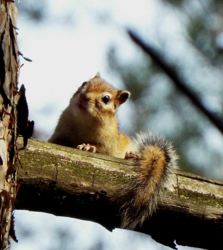 Высоко сижу....