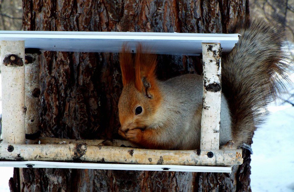 А орешки не простые....
