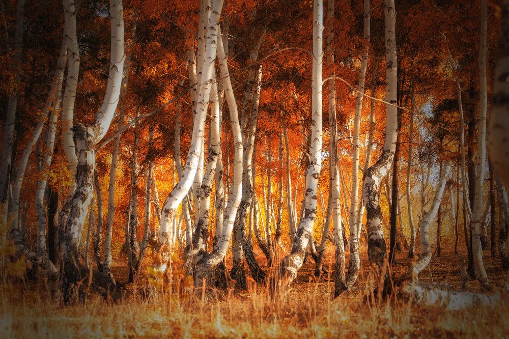 Берёзовый лес