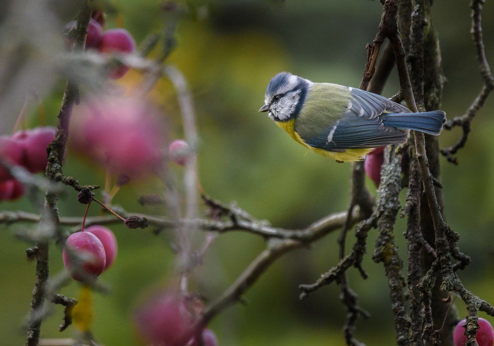 Осенний этюд с лазоревкой