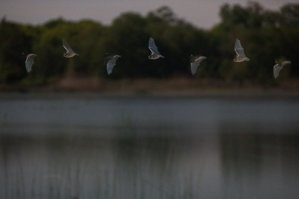 Ночной патруль