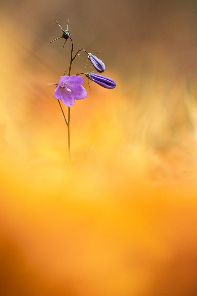 Пылает осенний лес