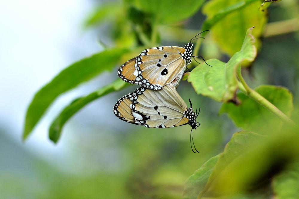 When the breeding season arrives