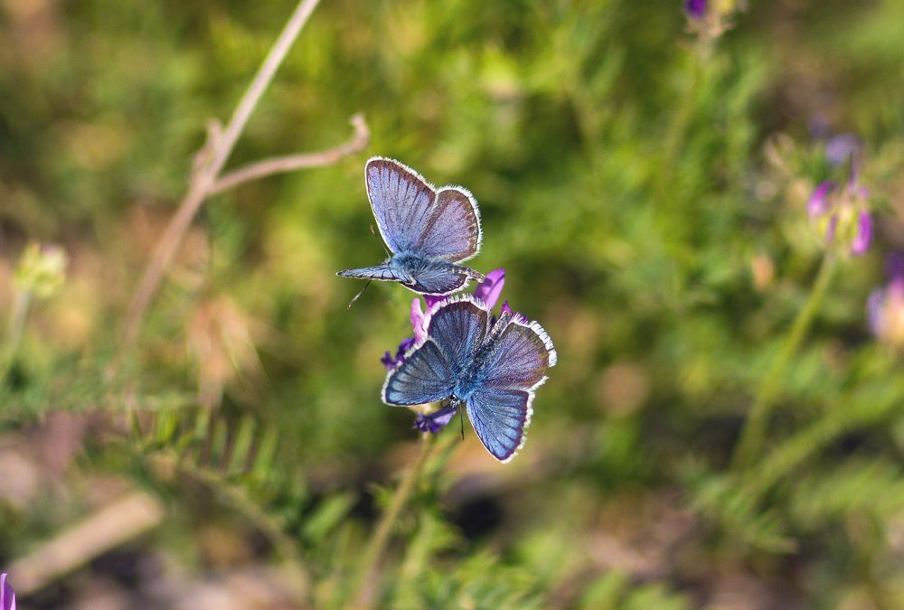 Порхающий тандем.