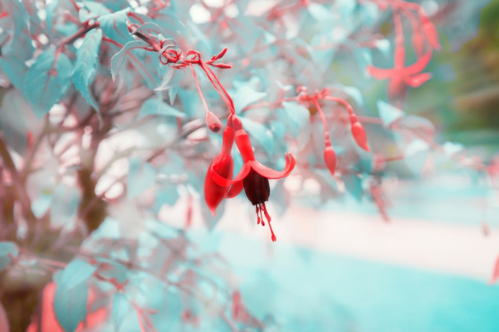 Заветный цветок