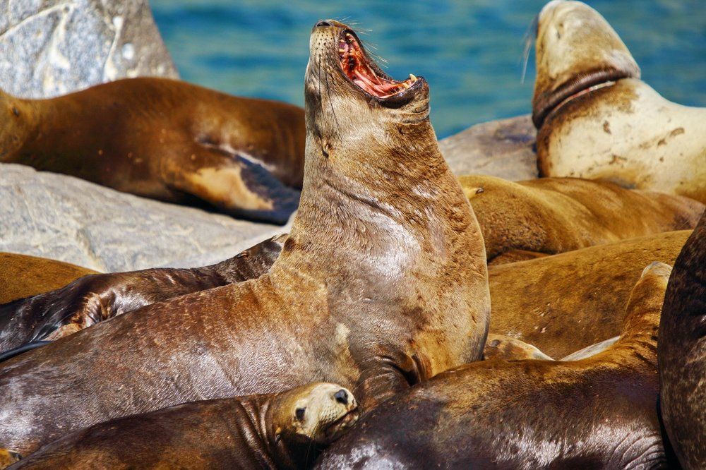 Рев Морского льва